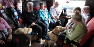 Guide dog puppies in training in one of our carriages
